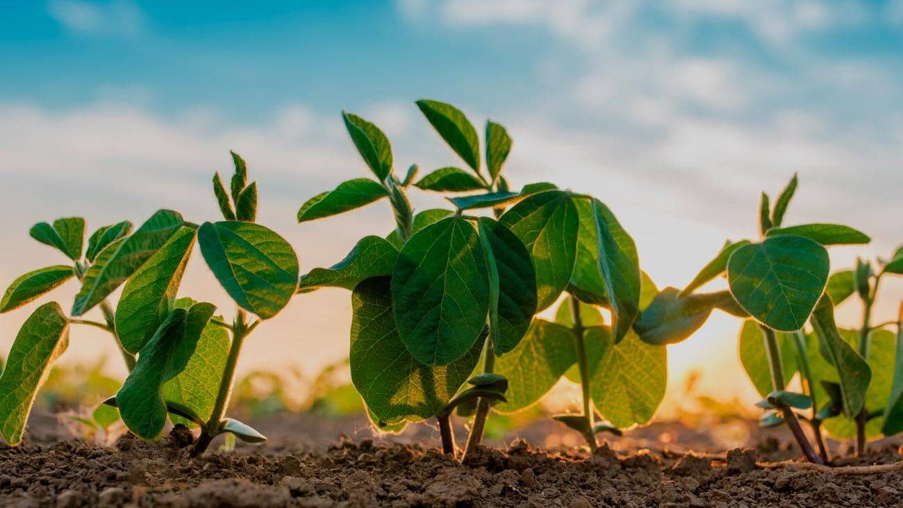 bea supervivencia (2)c